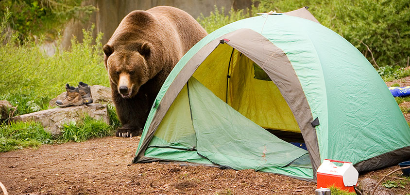 hang food away from tent prevent bears